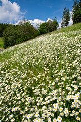 Obraz premium sommerliche Blumenwiese Querformat