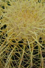 close up of a cactus