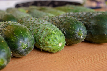 Fresh green cucumbers. Vegetarian food. Cucumber contains vitamins B, A.
