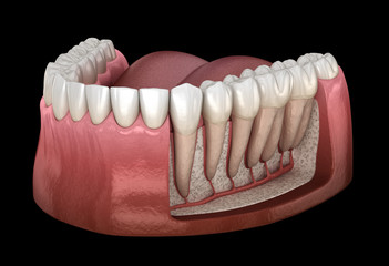 Dental Root anatomy of mandibular human gum and teeth, x-ray view. Medically accurate tooth 3D illustration