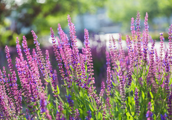 Outdoor spring, blooming lavender , Salvia nemorosa，lavender