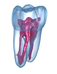 Dental root anatomy - First maxillary molar tooth. Medically accurate dental 3D illustration