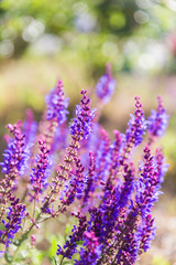 Outdoor spring, blooming lavender , Salvia nemorosa，lavender