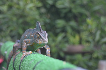 エボシカメレオン