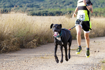 Dog and woman taking part in a popular canicross race.