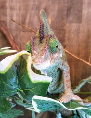 エボシカメレオン