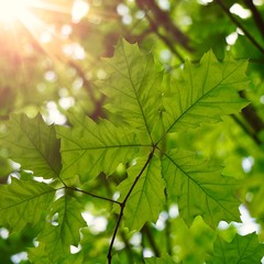 green tree leaves and branches in the nature in summer, green background