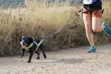 Dog and woman taking part in a popular canicross race.