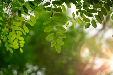 green tree leaves and branches in the nature in summer, green background