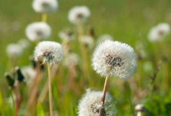 Field of dandelions. White fluffy dandelions, natural green blurred spring background, selective focus.