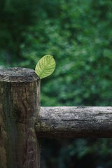 green tree leaf textured in the nature in summer