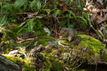 Kinabalu park ground squirrel standing in the jungle with piece of apple or Spermophilus citellus wildlife scene from nature.
