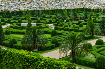 Fototapeta premium tree in garden