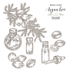 Argan tree, argania spinosa branch with nuts and glass bottles of oil. Medical and cosmetic plants. Vector illustration engraved.