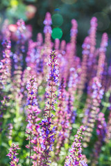 Outdoor spring, blooming lavender , Salvia nemorosa，lavender