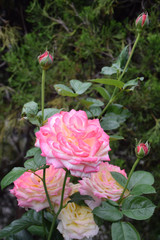 English rose (yellow×pink) / イングリッシュローズ(イエロー×ピンクの大輪咲き)