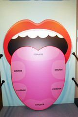 Taste zones of human tongue.