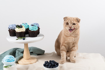 Delicious birthday cupcakes and cute cat licking his lips. Tasty pastry