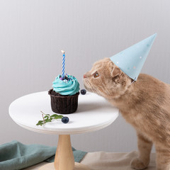 Making a wish. Cute cat in birthday hat with delicious cupcake with candle on light background