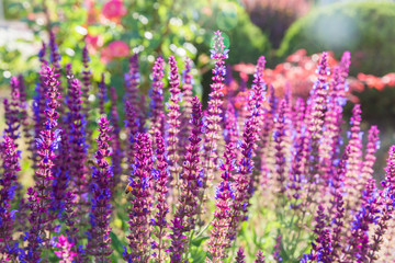 Outdoor spring, blooming lavender , Salvia nemorosa，lavender