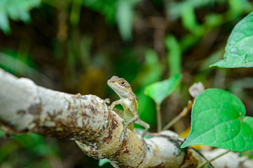 サキシマキノボリトカゲ