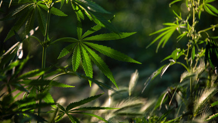 Textured cannabis leaves are impressive.The backlit, evening light hemp leaves.Green leaves glow in the sun.Forest thickets.Forest hygrophilous and shade-tolerant species