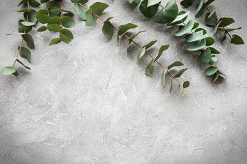 Eucalyptus branches on a concrete background
