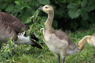 Junge Kanadagans auf einer Wiese