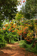forest with blooming tree red flowers in monsoon