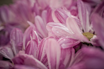 Colorful petals from garden. Macro photography.