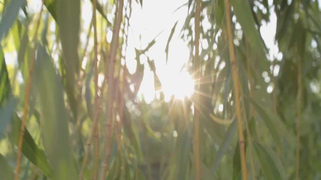 The sun's rays make their way through the foliage of vines in the park. Beautiful leaves of willow bask in the sun. Sunny day in the park. Movement through the jungle foliage. Not slow motion