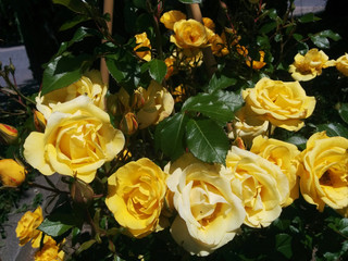 yellow roses @English garden / 黄色いバラの花～満開 ＠英国式庭園