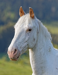 Fototapeta premium Cheval blanc