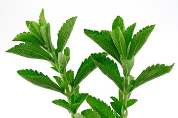Sweet plant (Stevia rebaudiana)