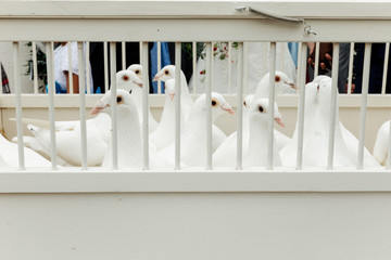Beautiful White pigeons in cage, doves for wedding in captivity, close up, bird view, cage fence in...