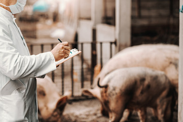 Mature veterinarian in white coat and mask on face writing down in clipboard results of examination. In background pigs in cote. - obrazy, fototapety, plakaty