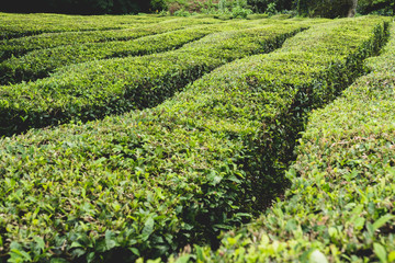 Fototapeta na wymiar Corridors in a tea plantage