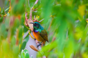 Southern Double Collared Sunbird, Kirstenbosch Gardens, Cape Town, South Africa