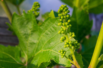 buds of vitis vinifera with fresh green leaves