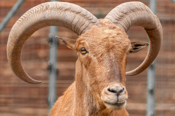 Portrait of a barbary sheep in a zoo