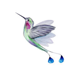 Watercolor Hummingbird Flying Around the Cherry Blossoms Flowers.