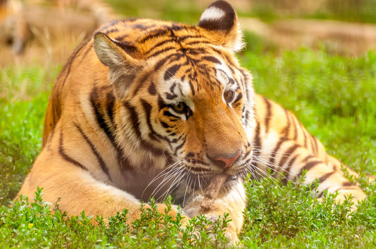 Portrait of an amur tiger in a zoo