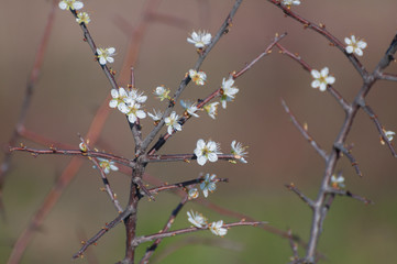 small delicate flowers in springtime