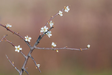 close up of small white flowers in springtime