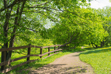 Fototapeta premium footpath along wooden fence, sunny spring or summer day