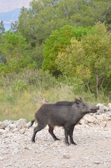 Wild young boar (jeune sanglier sauvage), Méditerranée. 