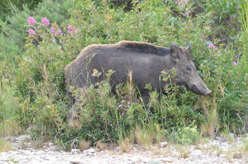 Wild young boar (jeune sanglier sauvage)