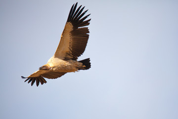 Cape Vulture