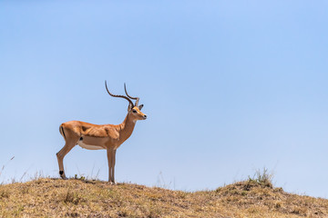 Naklejka na ściany i meble Male impala in the Masai Mara