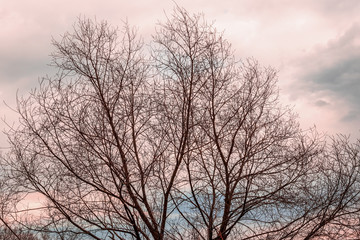 Bare tree branches against a cloudy sky